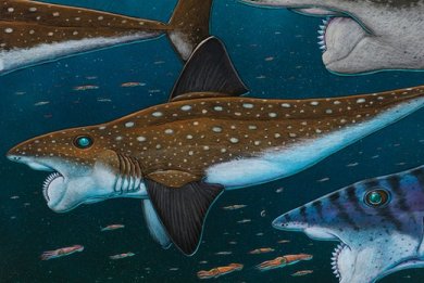 Νέα στοιχεία για τον πρϊστορικό καρχαρία Helicoprion