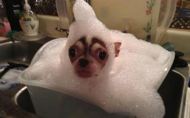 Πώς να αντισταθείς σε αυτές τις φάτσες;