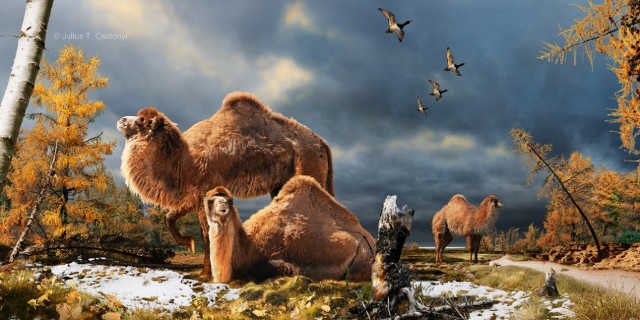 Ο πρόγονος της καμήλας ζούσε στην Αρκτική