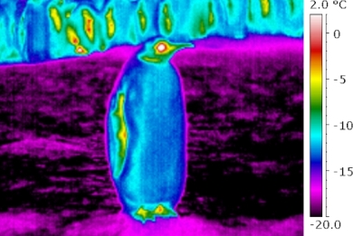 Οι πιγκουίνοι φορούν «παγωμένο» παλτό για να επιβιώσουν στο ψύχος