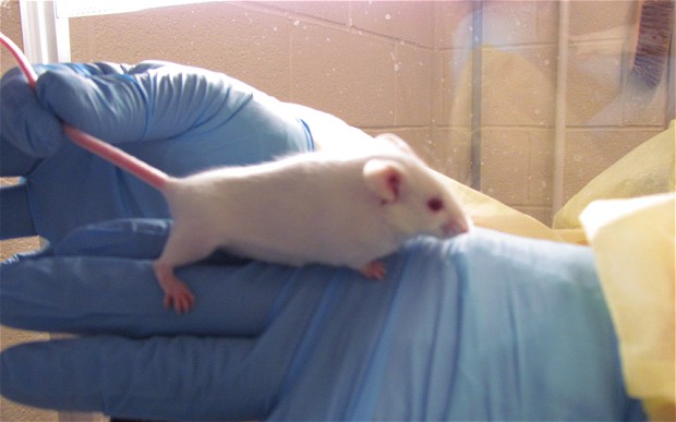 Γονιδιακή θεραπεία αποκατέστησε την ακοή σε κωφά ποντίκια