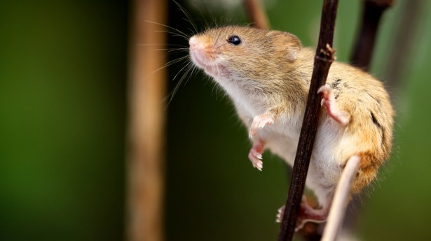 Ανθρώπινα εγκεφαλικά κύτταρα χάρισαν εξυπνάδα σε ποντίκια