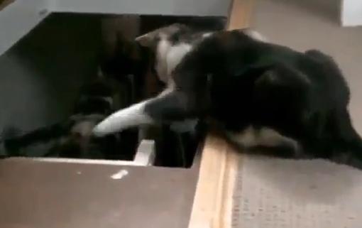 Γάτες… ικανές για όλα!