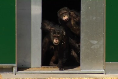 Χιμπατζήδες-πειραματόζωα βλέπουν το φως του ήλιου για πρώτη φορά
