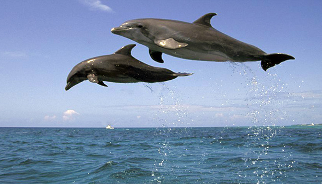 Κάθε δελφίνι έχει το δικό του όνομα