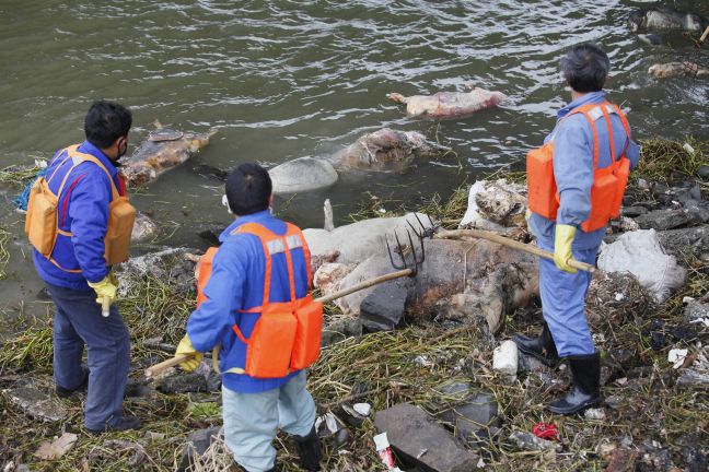 Πτώματα χοίρων σε αποσύνθεση σε κινεζικό ποταμό