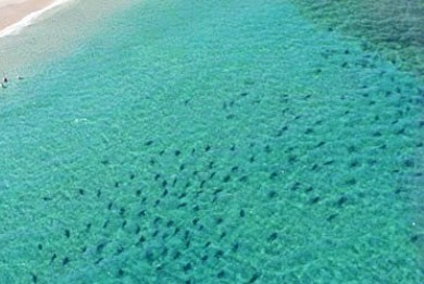 Επιδρομή χιλιάδων καρχαριών στην Φλόριντα