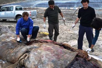 Φάλαινα κατάπιε θερμοκήπιο και βρήκε τραγικό θάνατο