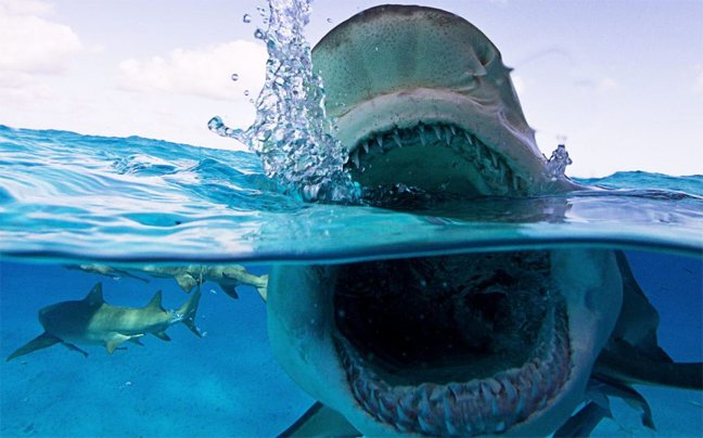 Οι πιο τρομακτικές επιθέσεις καρχαριών