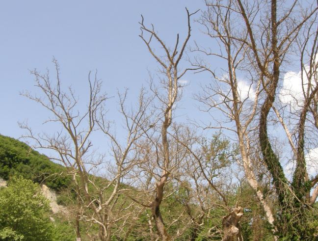 «Αγώνας δρόμου» για την αντιμετώπιση της ασθένειας που νεκρώνει τα πλατάνια