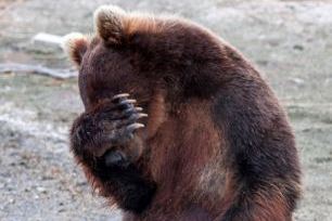 Εκτελέστηκε αρκούδα στα ορεινά της Καλαμπάκας