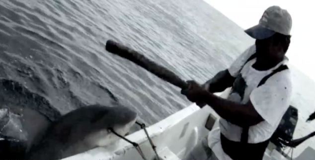 Σκληρό βίντεο αποκαλύπτει τη βιομηχανία του καρχαρία