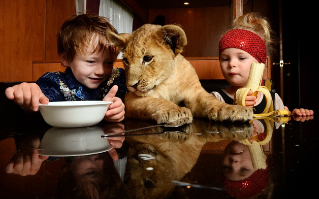 Ένας τρίχρονος με κατοικίδιο ένα λιοντάρι