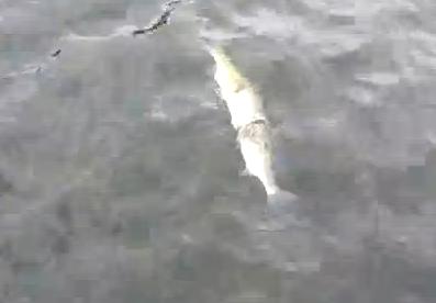 To μεγάλο ψάρι τρώει το μικρό