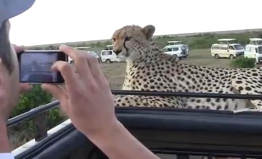 Mούρη με μούρη με ένα τσιτάχ