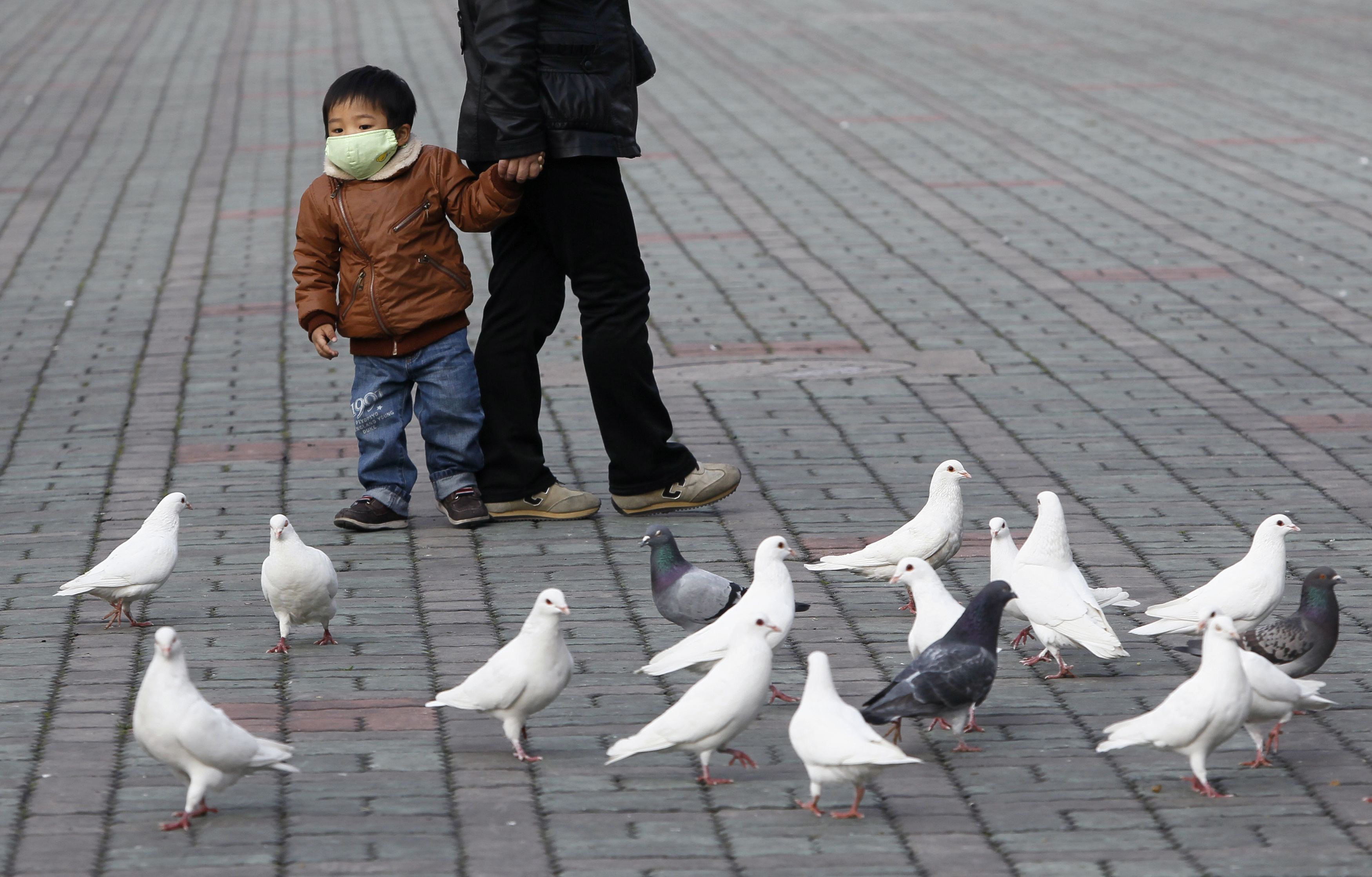 O H7N9 δεν μεταδίδεται από άνθρωπο σε άνθρωπο