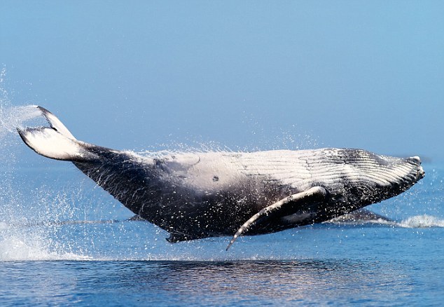 Φάλαινα «αιωρείται» πάνω από την επιφάνεια του νερού