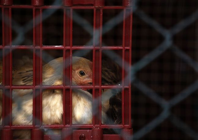 Μπλόκο στις εισαγωγές πουλερικών από τη Γαλλία