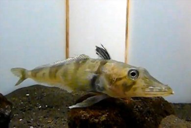 Ανακαλύφθηκε ψάρι με διάφανο αίμα