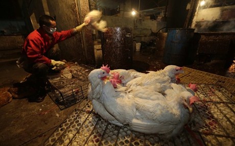 Νέο κρούσμα της γρίπης των πτηνών σε αγρόκτημα στη Βουλγαρία