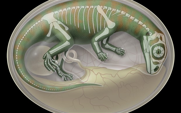 Ανακαλύφθηκαν τα αρχαιότερα αυγά δεινοσαύρων