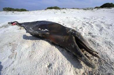 Ξεβρασμένα δελφίνια και μολυσμένα ψάρια στον Κόλπο του Μεξικού