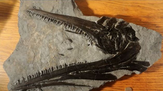 Βρέθηκε απολίθωμα ηλικίας 195 εκατομμυρίων ετών