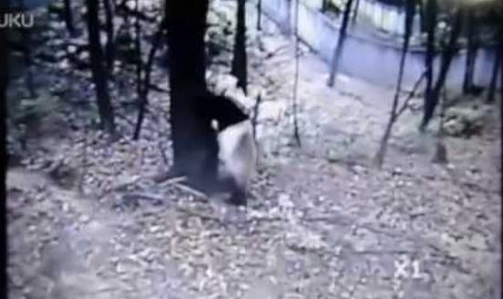 Panda τρέχει να σωθεί από το σεισμό!