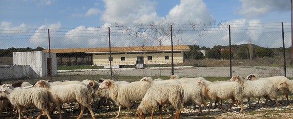 Συνολικά 925 πρόβατα θανατώθηκαν στον Έβρο