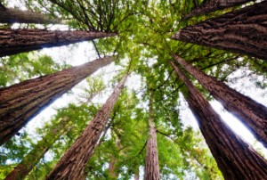 Δέντρα κλώνοι αναβιώνουν αρχαία δάση