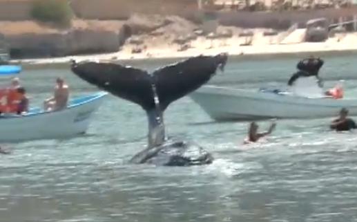 Διάσωση νεαρής φάλαινας σε παραλία του Μεξικό