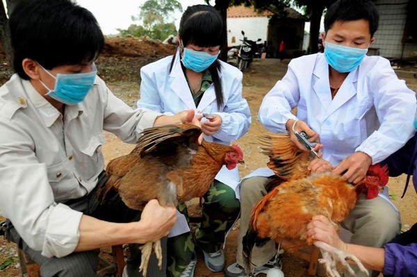 Κι άλλο θύμα από τη νέα γρίπη των πτηνών στη Κίνα