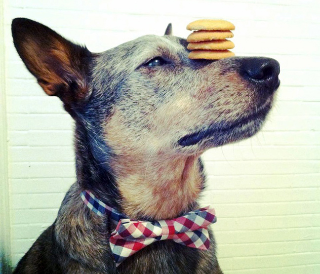 Ταλαντούχος σκύλος ισορροπεί αντικείμενα στο κεφάλι του