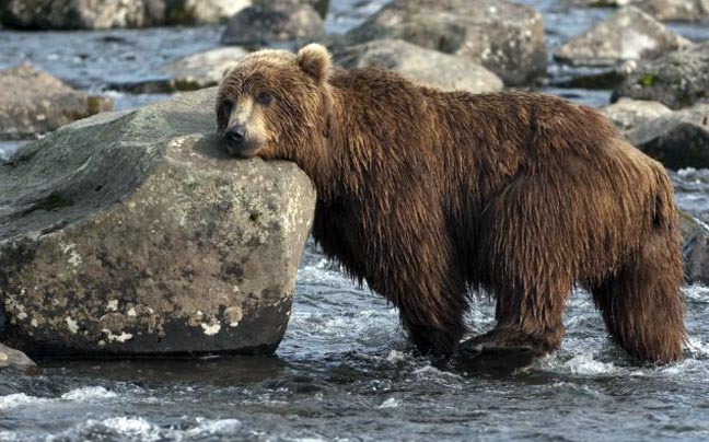 Μία αρκούδα προσπαθεί με δυσκολία να μείνει ξύπνια