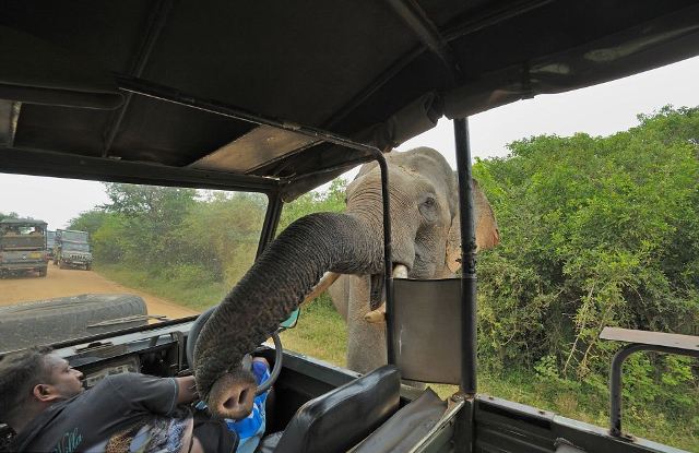 Ένας ελέφαντας… κλέφτης