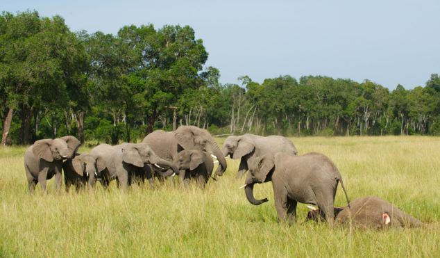 Σκότωσαν δεκάδες ελέφαντες με κυάνιο