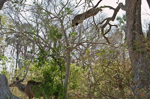 Λεοπάρδαλη πιάνει το θήραμά της από… αέρος