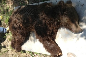 Κατέληξε αρκούδα που είχε πέσει θύμα τροχαίου