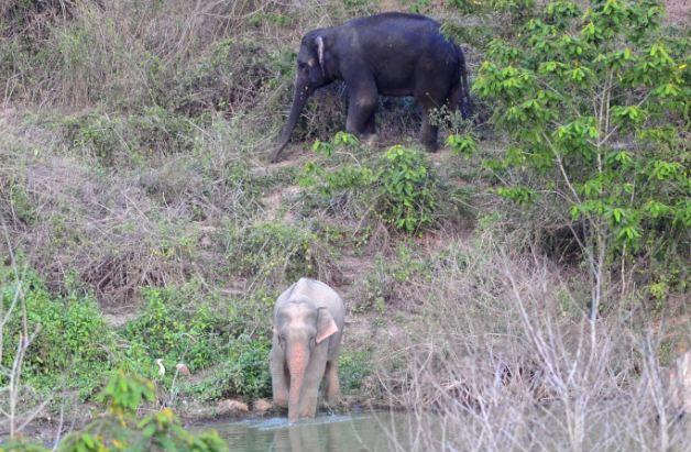 Αλμπίνο-ροζ ελέφαντα συνέλαβε ο φωτογραφικός φακός!