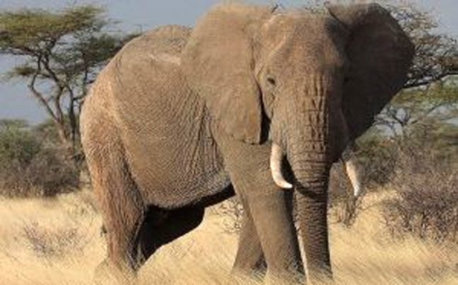 Ελέφαντας σκότωσε λαθροθήρα στη Ζιμπάμπουε