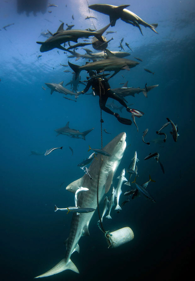 Καταδύσεις μαζί με καρχαρίες