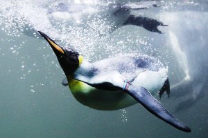 Οι πιγκουίνοι «θυσίασαν» την ικανότητά τους να πετούν