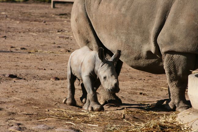 Λευκός ρινόκερος απολαμβάνει τη θαλπωρή της μαμάς του