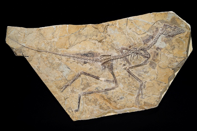 Ο αρχαιότερος φτερωτός δεινόσαυρος
