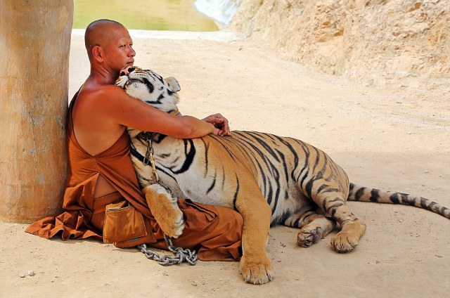 Ο βουδιστής και η τίγρης