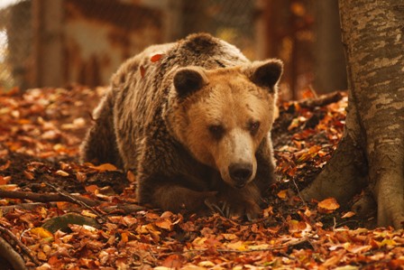 Πέθανε ο αρκούδος που είχε σπάσει όλα τα ηλικιακά «κοντέρ»