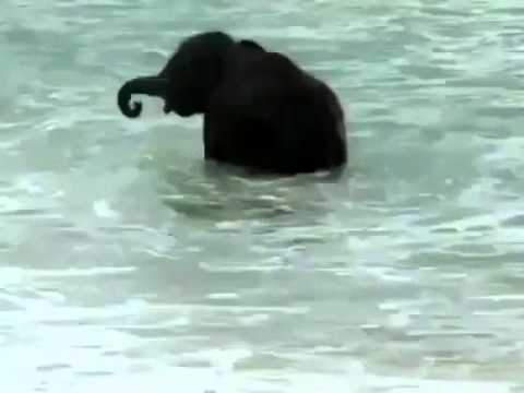 Eλέφαντας απολαμβάνει τη γνωριμία του με τη θάλασσα