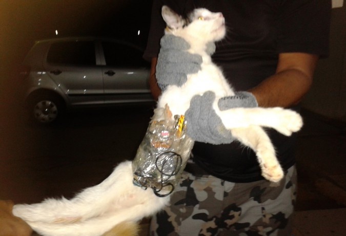Συνελήφθη γάτος για… λαθρεμπόριο κινητών
