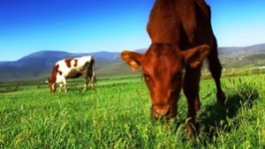 Ο ρόλος των εκπομπών αερίων της κτηνοτροφίας στην κλιματική αλλαγή