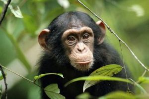 Ίδιες εκρήξεις θυμού με τους ανθρώπους έχουν οι χιμπατζήδες